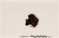 藏品(綿腹衣屬)的圖片